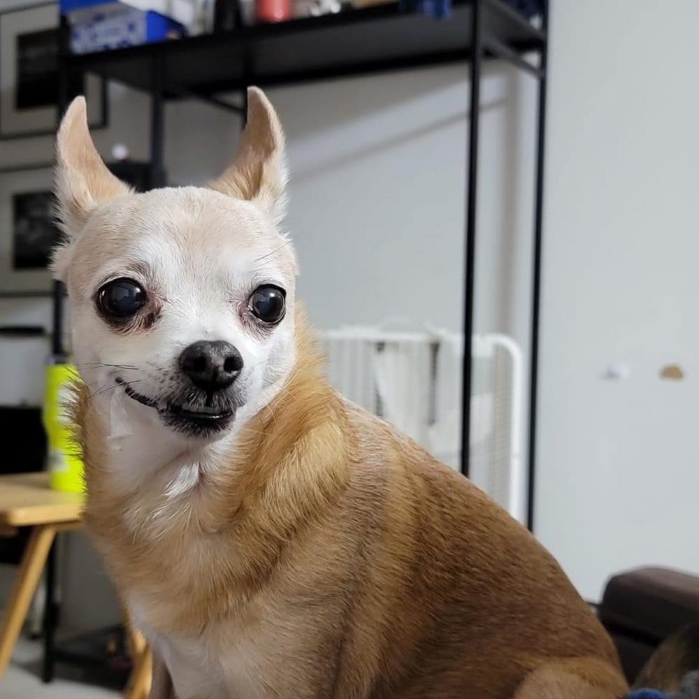 Meet your Posher, Chip